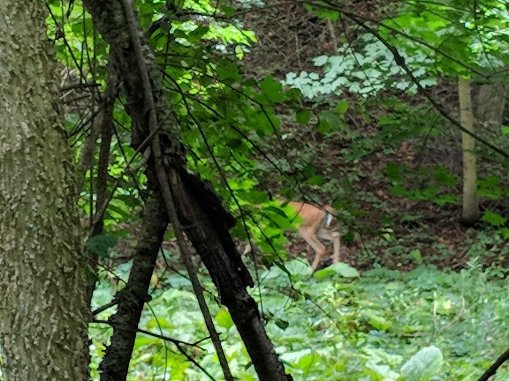 Kains woods environmental area | Unnamed Road, London, ON N6K 0A4, Canada
