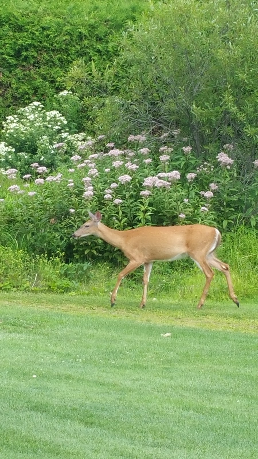 Club de Golf Piedmont | 201 Chemin de la Montagne, Piedmont, QC J0R 1K0, Canada | Phone: (450) 227-2562