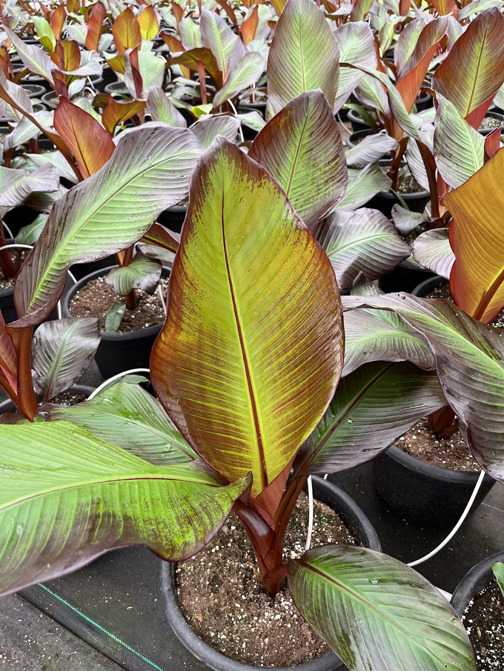 Floricorp Ltd. | 452 Concession Rd 10 E, Freelton, ON L0R 1K0, Canada | Phone: (416) 722-1566