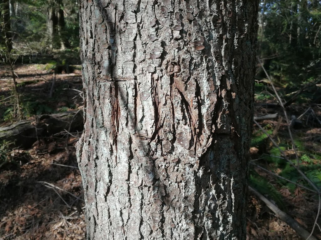 Tuna Woods | University Dr E, Port Moody, BC, Canada