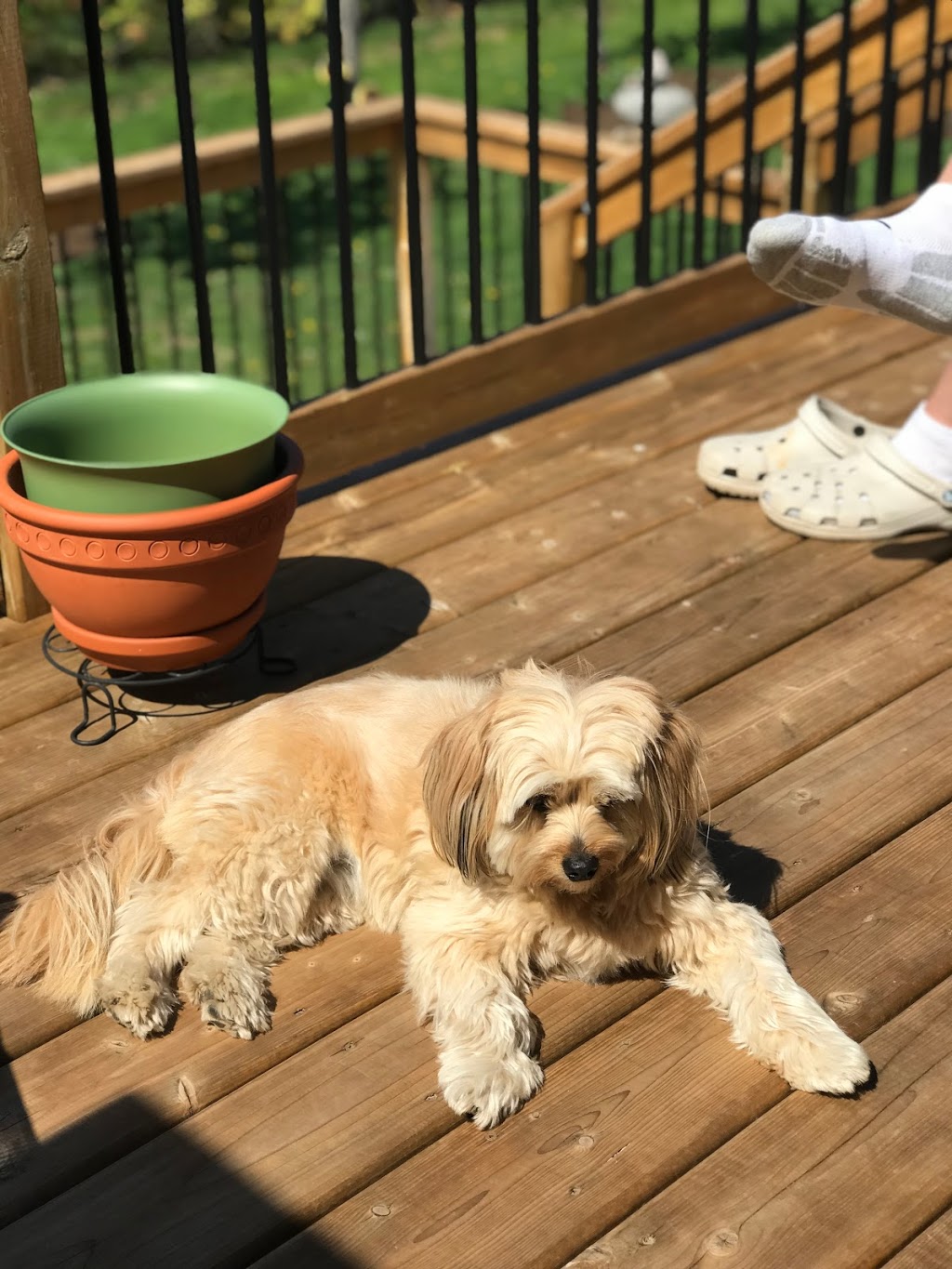 All Pawz Inn | 426 Crandall Rd, Colborne, ON K0K 1S0, Canada | Phone: (905) 355-3666