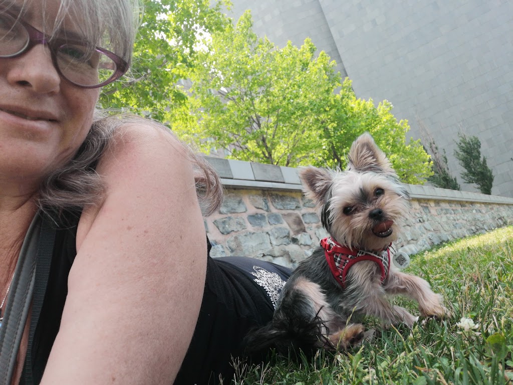 Élevage Depasquiet - Yorkshire Terrier | 357 Chem. Lavallée, Hemmingford, QC J0L 1H0, Canada | Phone: (514) 237-8300