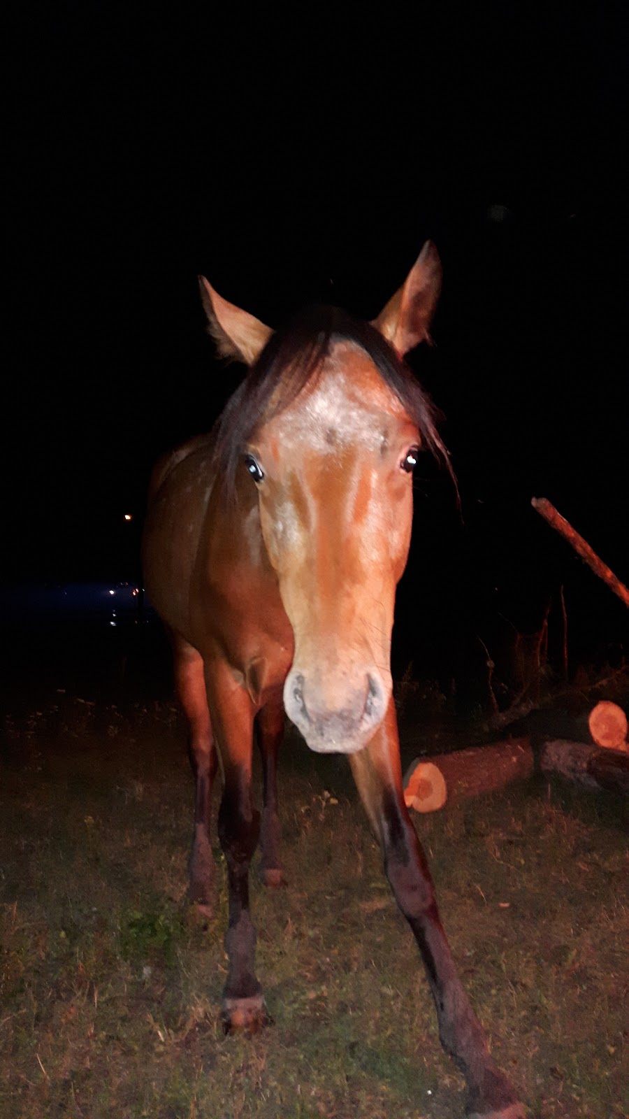 Seneca Kennels | 55 MB-7, Stony Mountain, MB R0C 3A0, Canada | Phone: (204) 633-6114