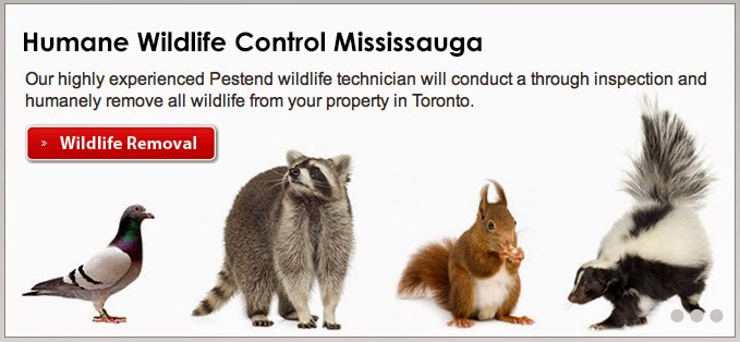 Pestend Pest Control | 4839 Dovehouse Dr, Mississauga, ON L5M 7K7, Canada | Phone: (416) 749-9206
