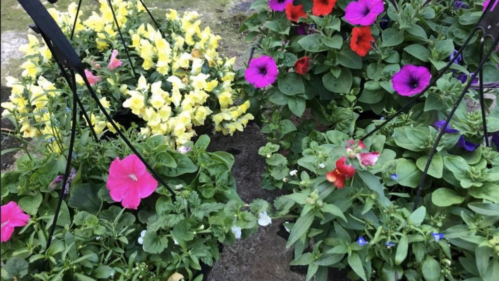 Hilltop Gardens | 1840 Burnside Rd W, Victoria, BC V9E 1H6, Canada | Phone: (250) 880-0807