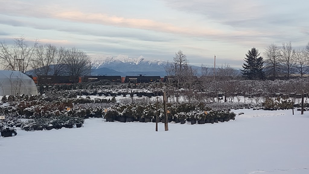 Specimen Trees Wholesale Nurseries Ltd | 18598 Advent Rd, Pitt Meadows, BC V3Y 2G8, Canada | Phone: (604) 465-7122