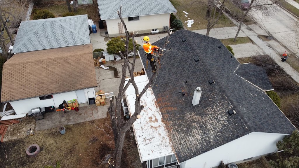 Britton Tree Care | 572 Jubilee Ave, Winnipeg, MB R3L 1P3, Canada | Phone: (204) 799-2504
