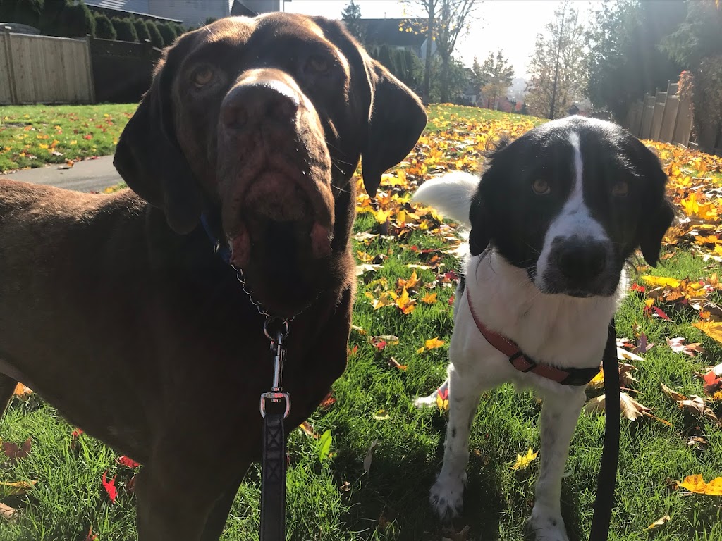 Bianca’s Dog Training and Behavioural Consulting | 16124 9 Ave, Surrey, BC V4A 1A6, Canada | Phone: (778) 387-1078