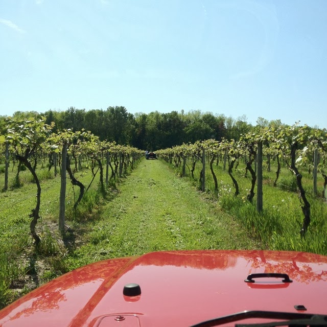 Schulze Vineyards & Winery | 2090 Coomer Rd, Burt, NY 14028, USA | Phone: (716) 778-8090