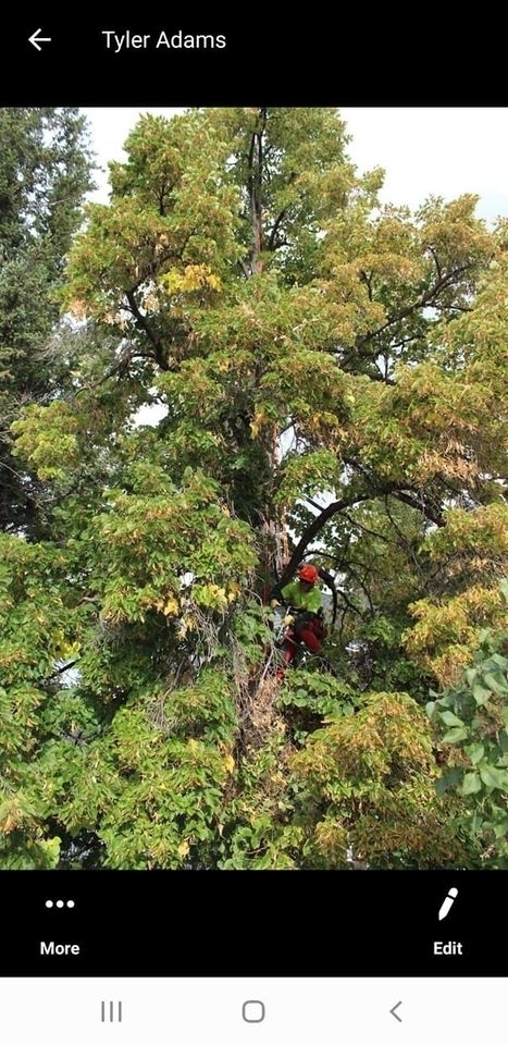 Wild Side Tree Care | 1724 Douglas Glen Grove SE, Calgary, AB T2Z 3A6, Canada | Phone: (587) 575-3474