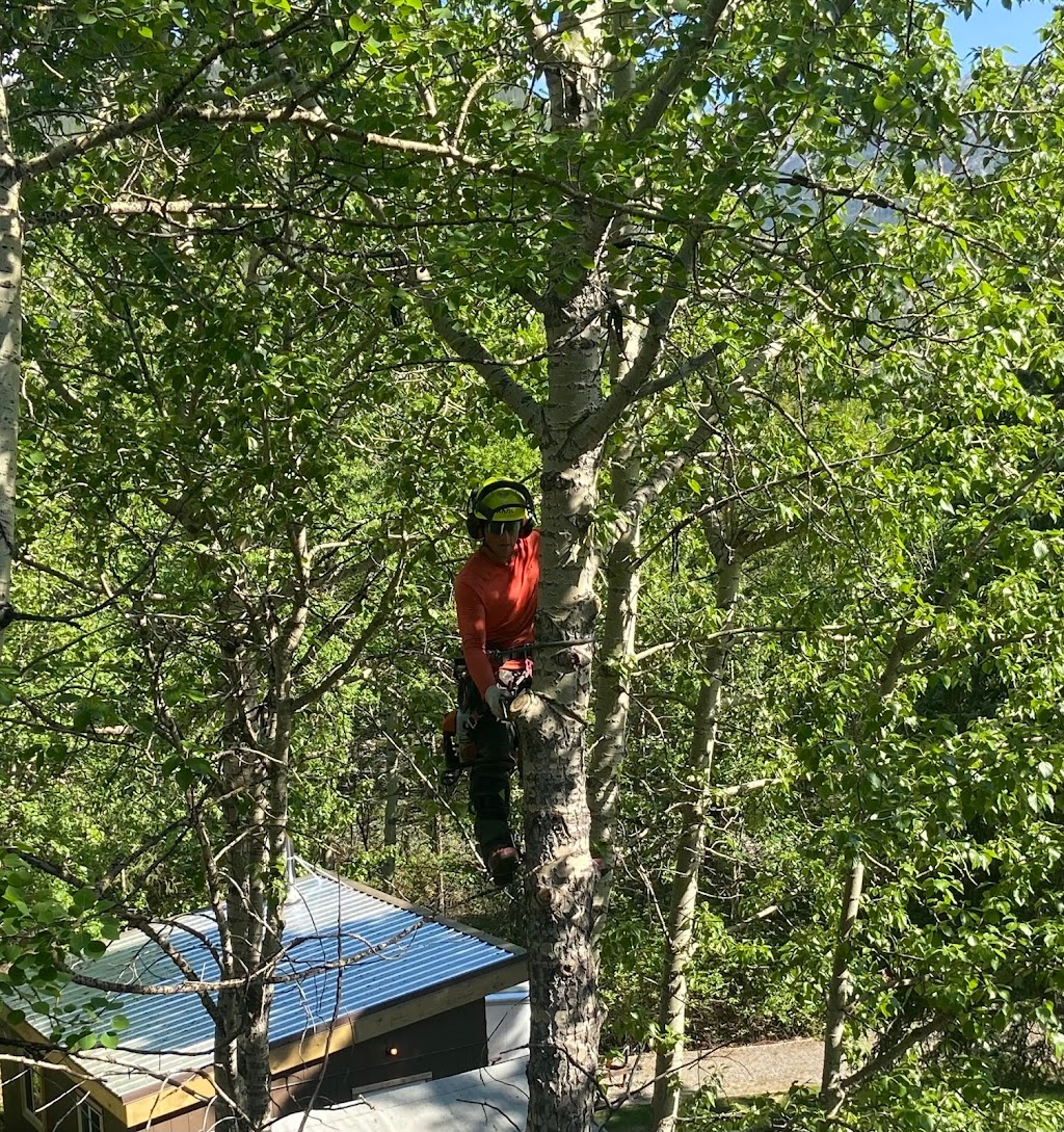 Alpine Precision Tree Services Ltd. | Unit 11, #1 Cougar Mountain Cres, Exshaw, AB T0L 2C0, Canada | Phone: (403) 678-7312