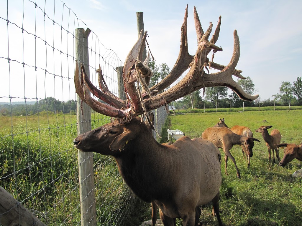 Ferme Lovering | 960 Chem. de Fitch Bay, Magog, QC J1X 3W2, Canada | Phone: (450) 525-0590