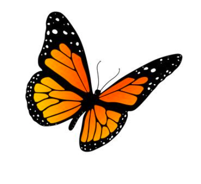 Monarch Vet Tech Services | 46 Coxwell Ave, Toronto, ON M4L 3A7, Canada | Phone: (647) 668-4762