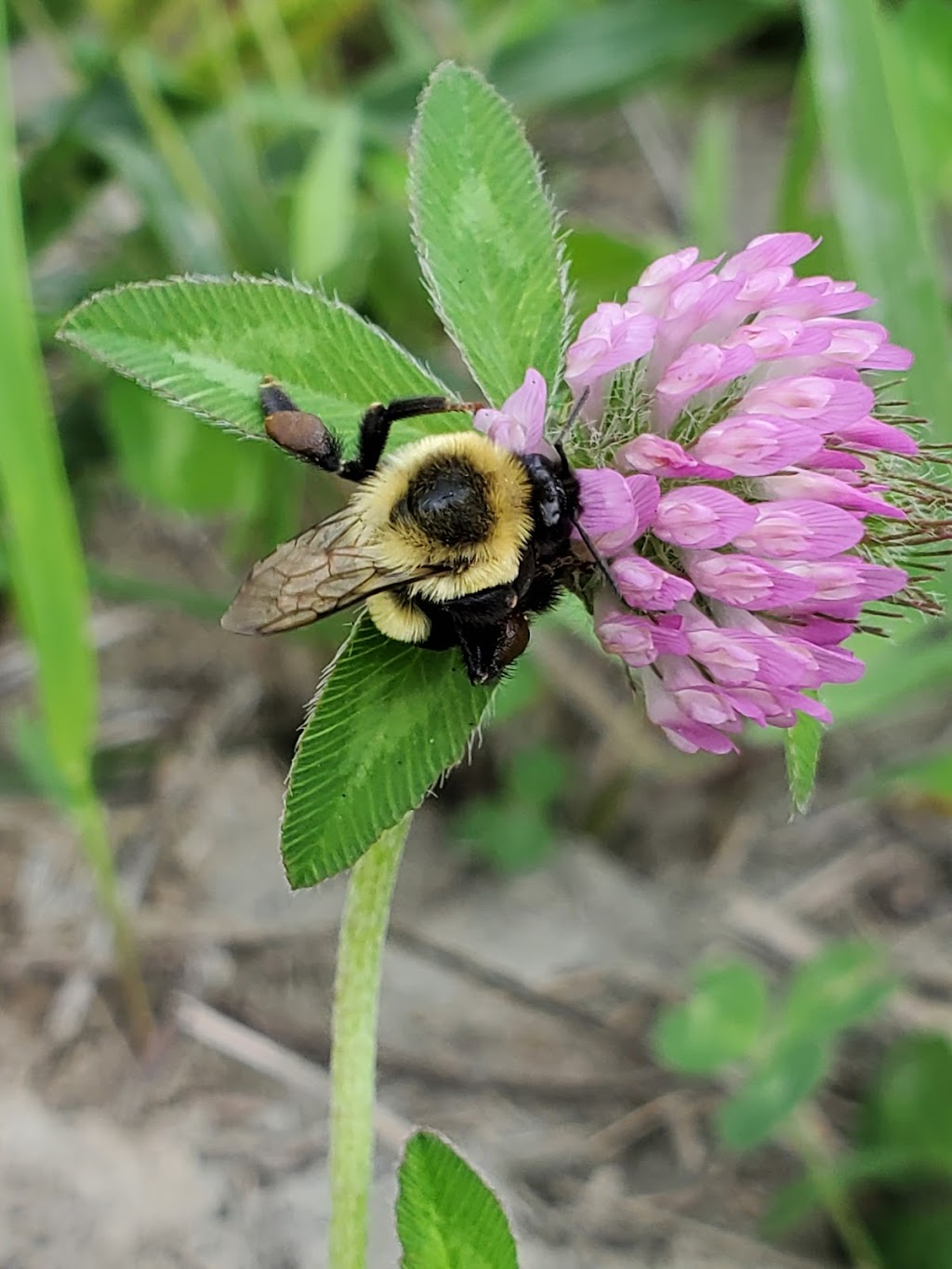 P3 Permaculture | 40 Chem. Mill, Chelsea, QC J9B 1K8, Canada | Phone: (438) 228-5883