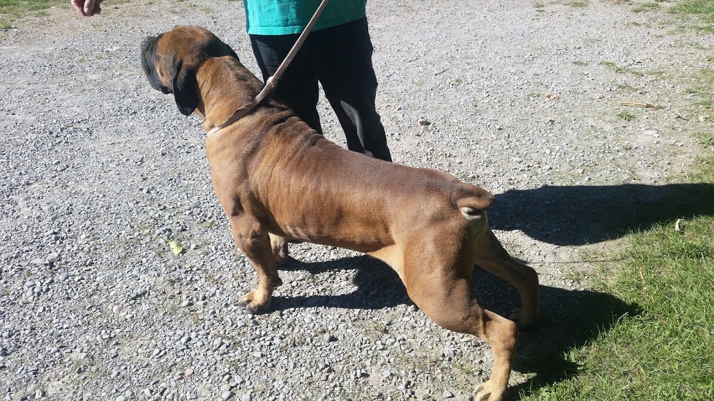 Marubi Kennels | 1706 Moore Dr, Cavan, ON L0A 1C0, Canada | Phone: (705) 868-2054