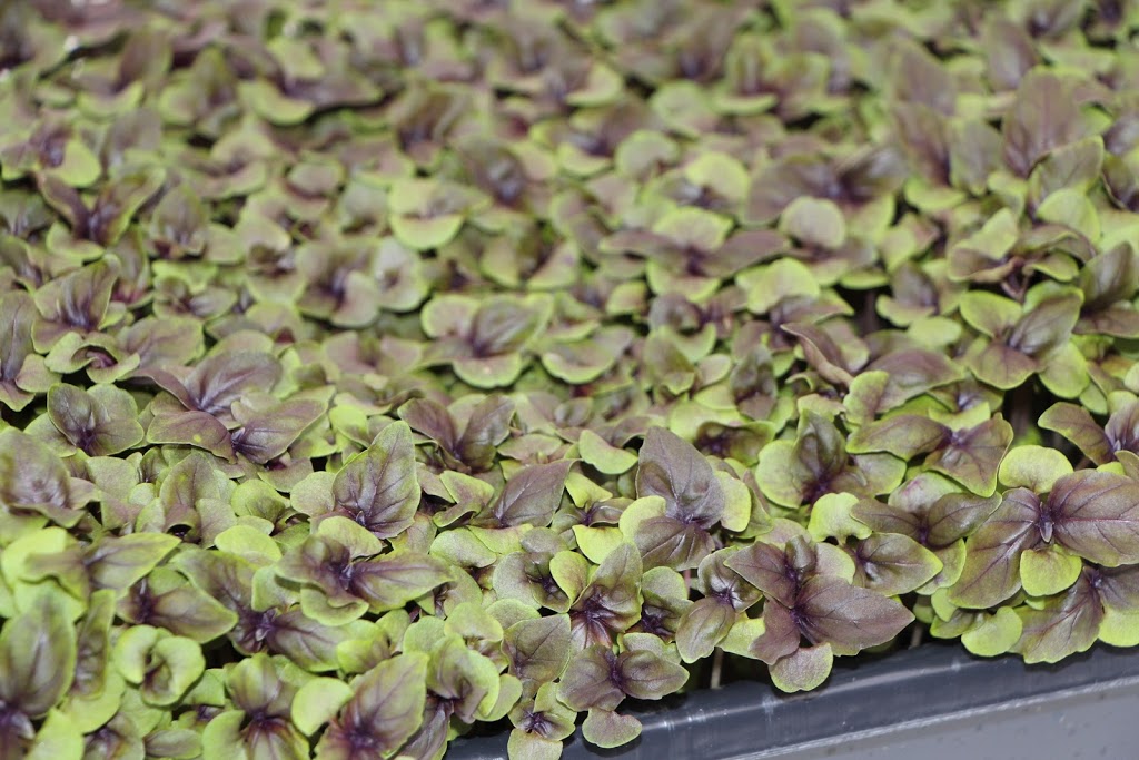 Fresh Herbs By Daniel Ltd | 2362 Effingham St, Ridgeville, ON L0S 1M0, Canada | Phone: (905) 892-1899