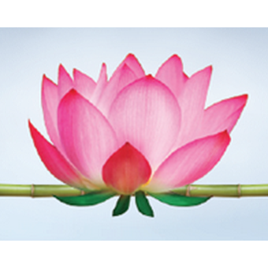Dallas Neville Massage Therapist Massothérapeute | 3270 Ch. Capelton, North Hatley, QC J0B 2C0, Canada | Phone: (819) 437-5833