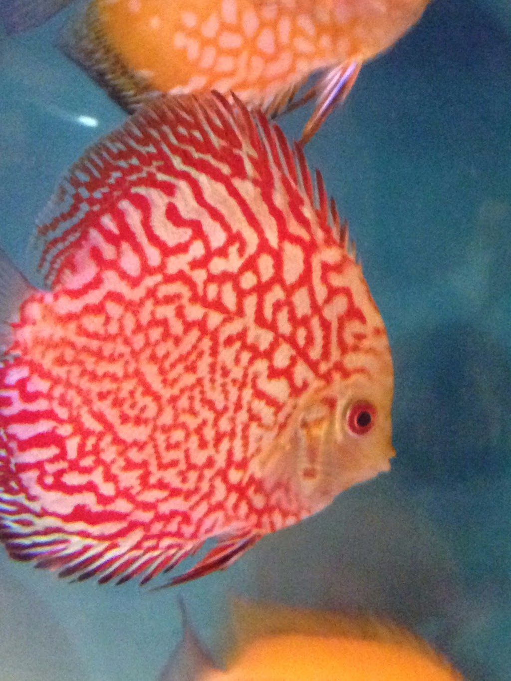 Discus fish wholesale in bc | 11842 80 Ave, Delta, BC V4C 1Y2, Canada | Phone: (604) 862-1102