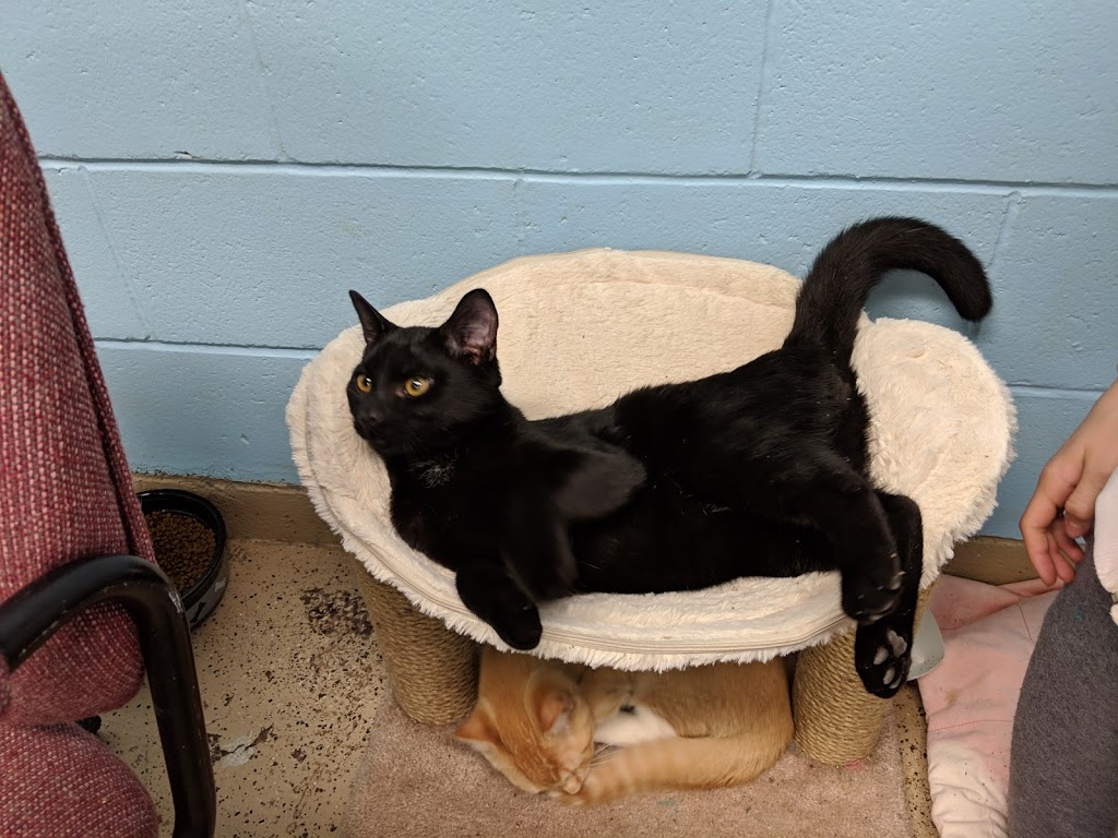 Niagara Falls Humane Society | 6025 Chippawa Pkwy, Niagara Falls, ON L2G 0E4, Canada | Phone: (905) 356-4404