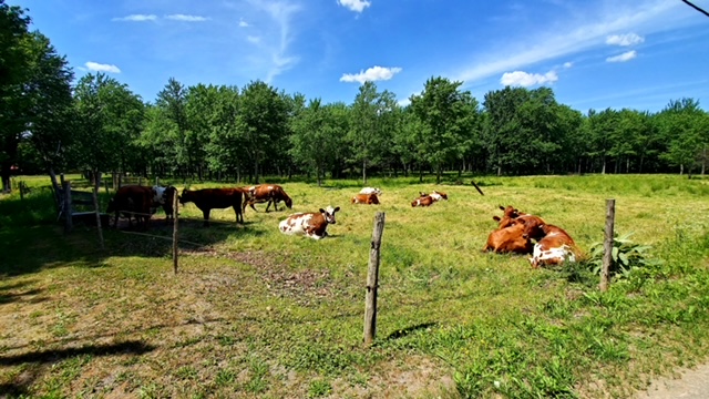 Gemme mon été à la ferme | 318 Av. des Érables, Brigham, QC J2K 0H1, Canada | Phone: (450) 522-9018