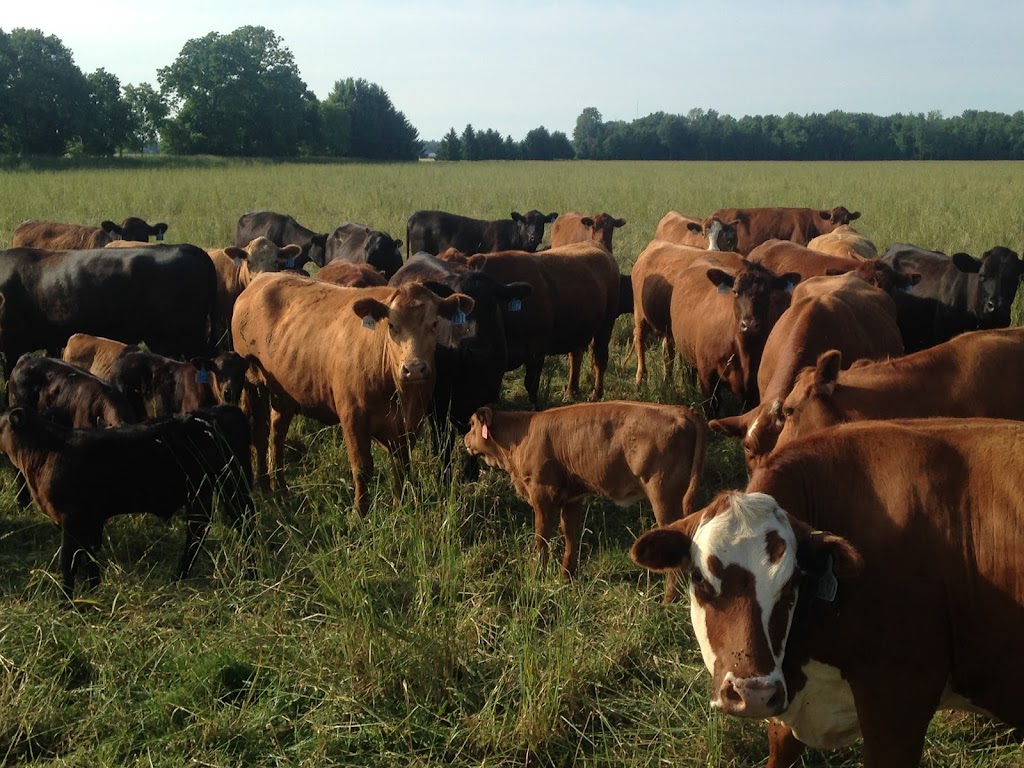Naturally Grazed | 2449 Cameron Rd, Alvinston, ON N0N 1A0, Canada | Phone: (519) 402-0631