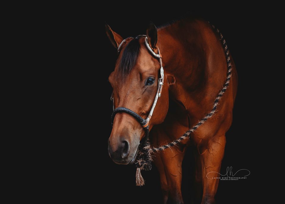 White Willow Equestrian Centre | 782668 Rd 78, Thamesford, ON N0M 2M0, Canada | Phone: (519) 860-6601