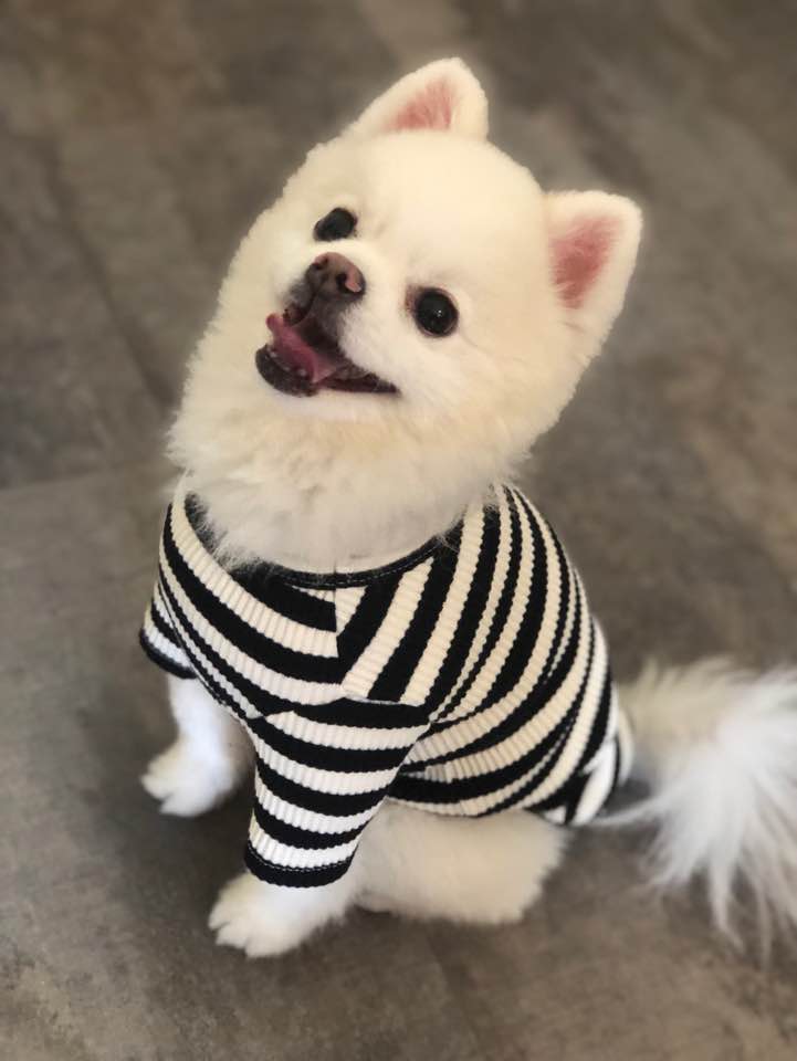 DogStar⭐️pet boutique&grooming spa | CA, 292 Eglinton Ave W, Toronto, ON M4R 1B2, Canada | Phone: (647) 797-2248