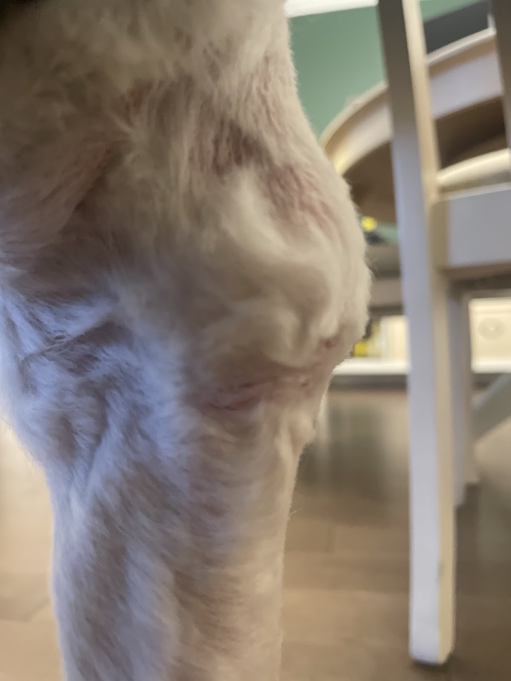Pet Valu | 5200 Yonge St Unit 1, Toronto, ON M2N 5P6, Canada | Phone: (416) 222-8882