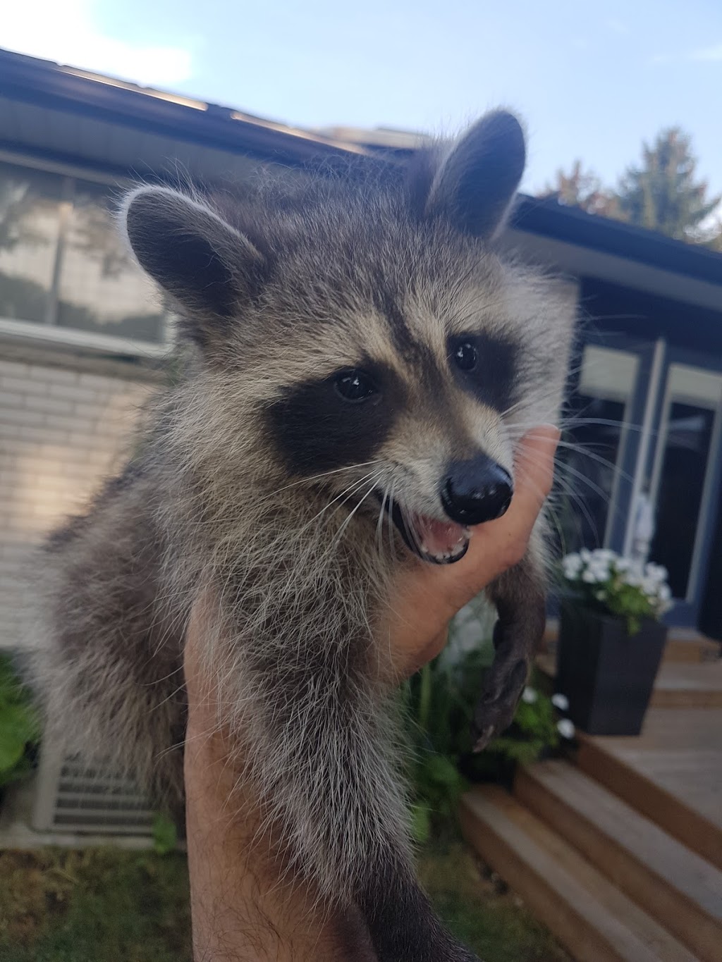 AAA Pest Protection Svc | 283 Alma St, St Thomas, ON N5P 3B9, Canada | Phone: (519) 631-4662
