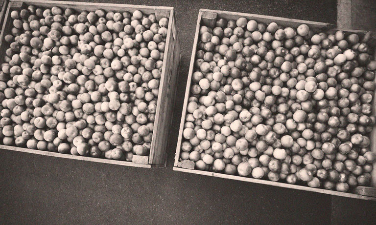 Verger Roger Côté Inc | 785 Rue Principale, Rougemont, QC J0L 1M0, Canada | Phone: (450) 469-2997