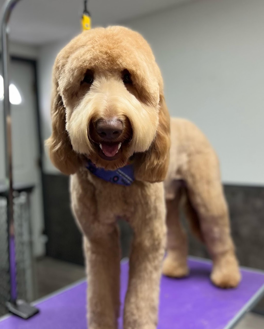 Not Your Everyday K9S | 121 Murphy Rd, Township Of Essa, ON L0M 1B1, Canada | Phone: (705) 816-3597
