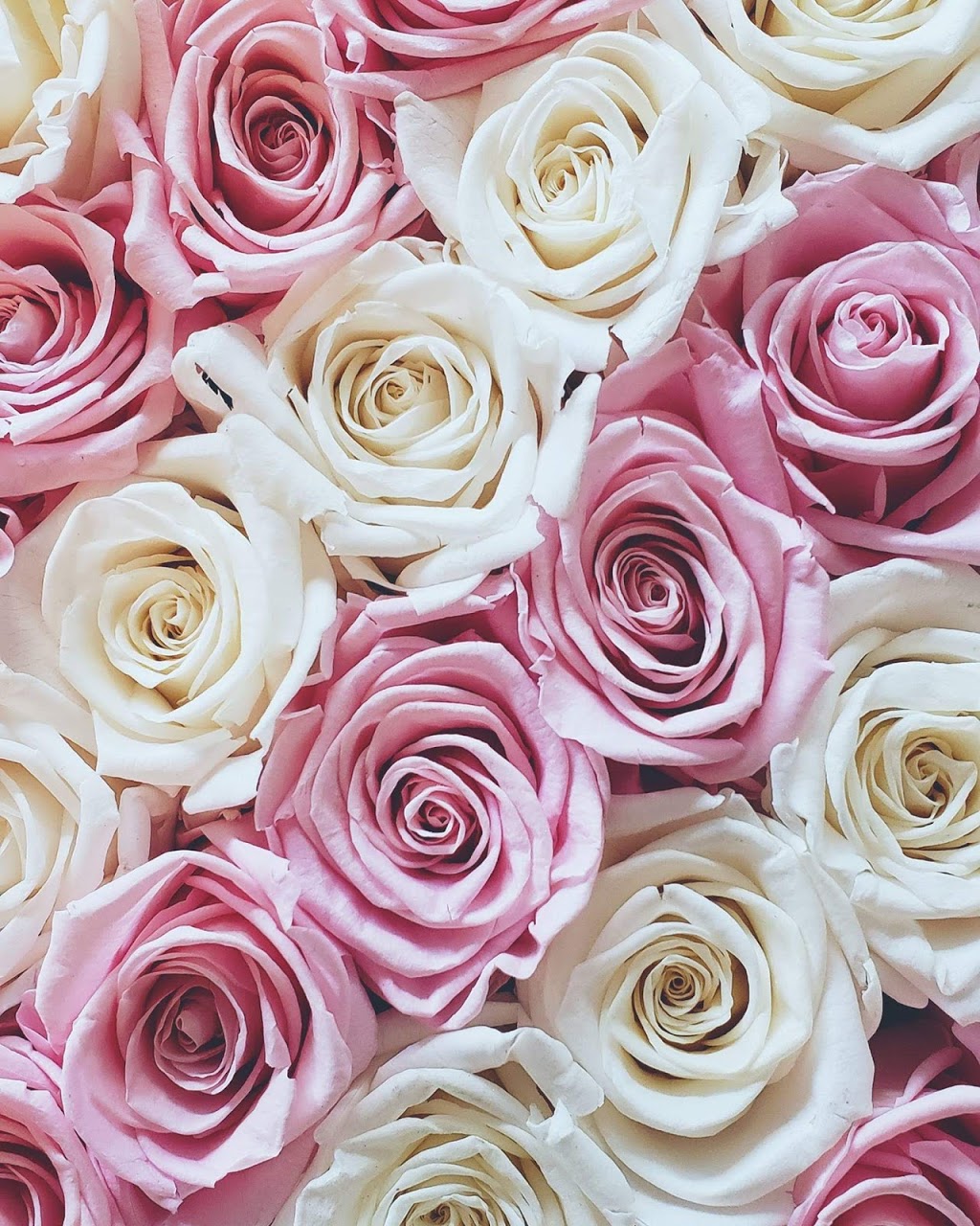 Royal Blossom | 101 Freshway Dr Unit 40A, Concord, ON L4K 1R9, Canada | Phone: (866) 567-6925