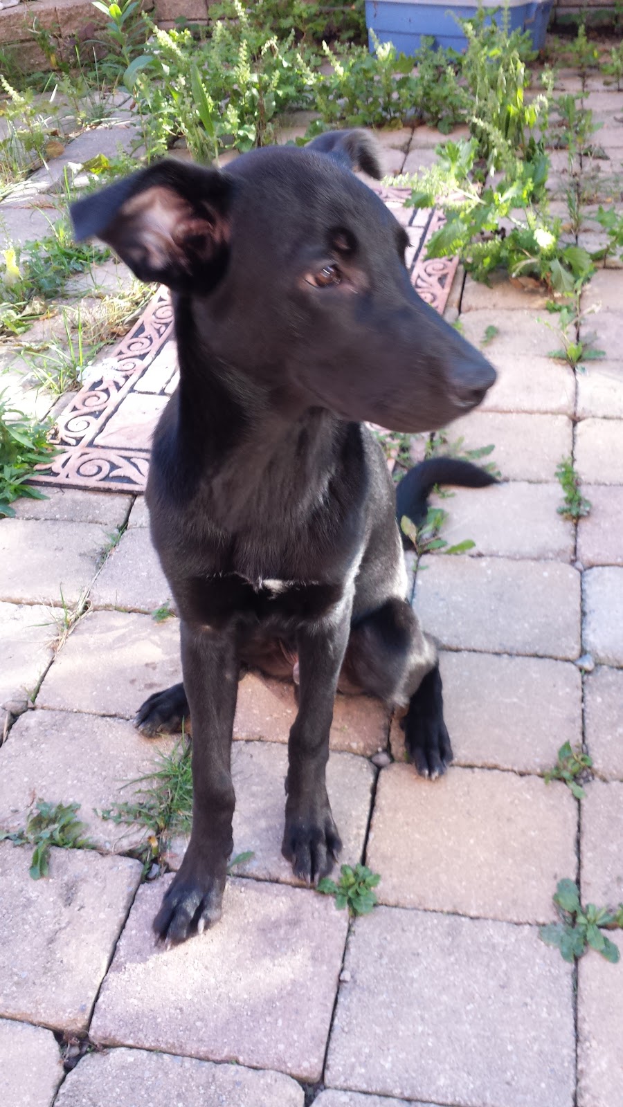 Paulmacs Pets | 25 Doxsee Ave S Unit #3, Campbellford, ON K0L 1L0, Canada | Phone: (705) 653-5412