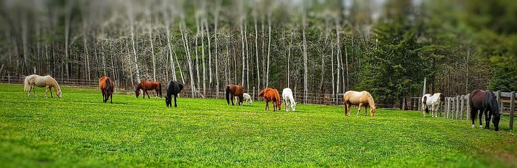 Railside Stables | Minesing, ON L0L 1Y3, Canada | Phone: (705) 715-7686