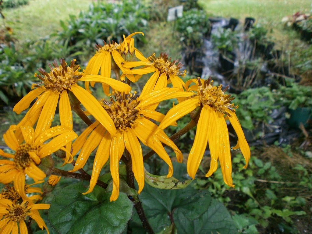 Pépinière Jean Gagné | 19 Rue Langlois, Saint-Lambert-de-Lauzon, QC G0S 2W0, Canada | Phone: (418) 889-9161