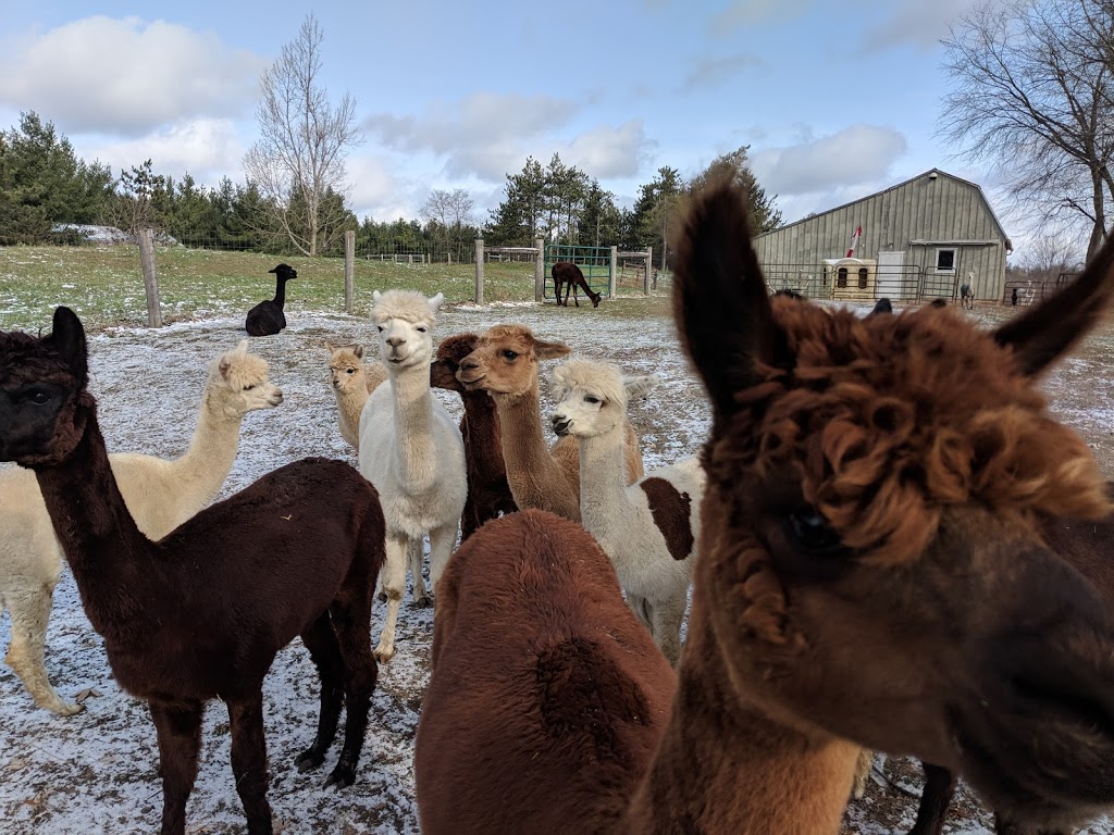 Harmony Meadows Alpaca | 6185 Sixth Line, Belwood, ON N0B 1J0, Canada | Phone: (519) 827-0939