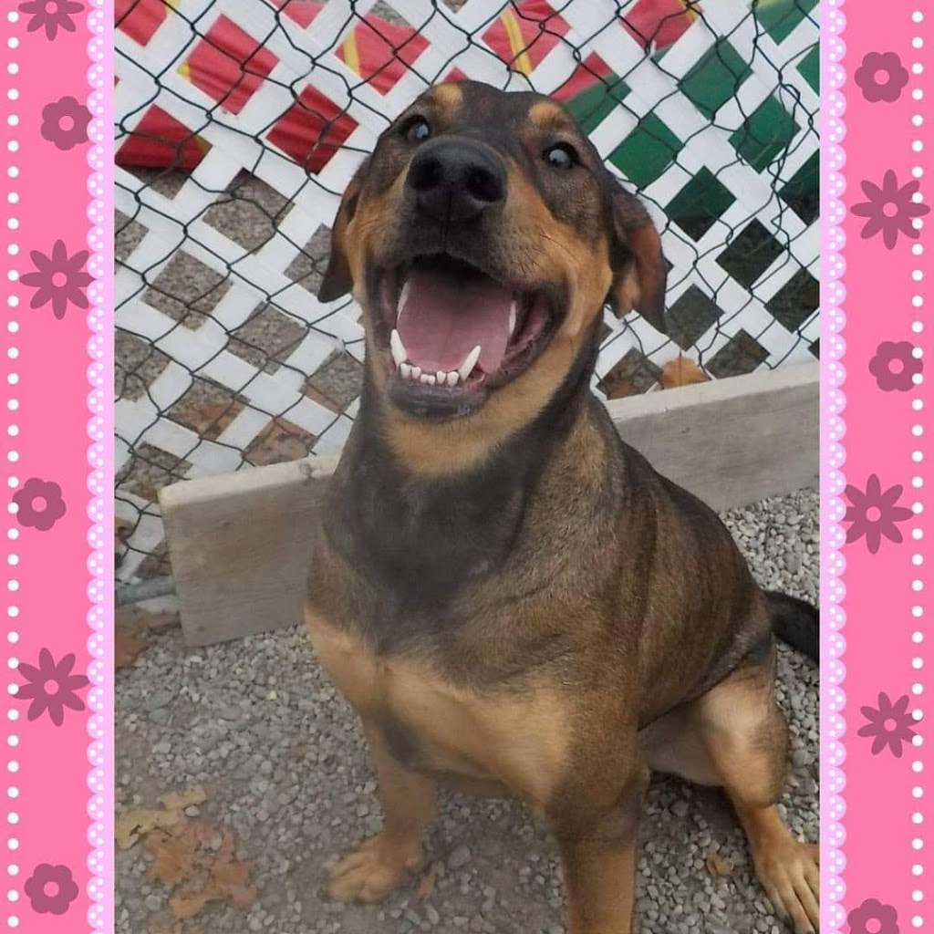 Country Tails Doggie Daycare | 780 Hwy#6, Hamilton, ON L8N 2Z7, Canada | Phone: (905) 689-8005