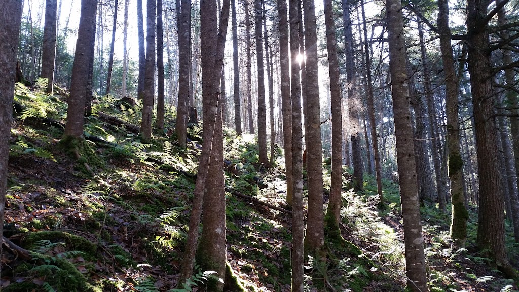 MacPhail Woods Forestry Project | 269 MacPhail Park Rd, Vernon Bridge, PE C0A 2E0, Canada | Phone: (902) 651-2575