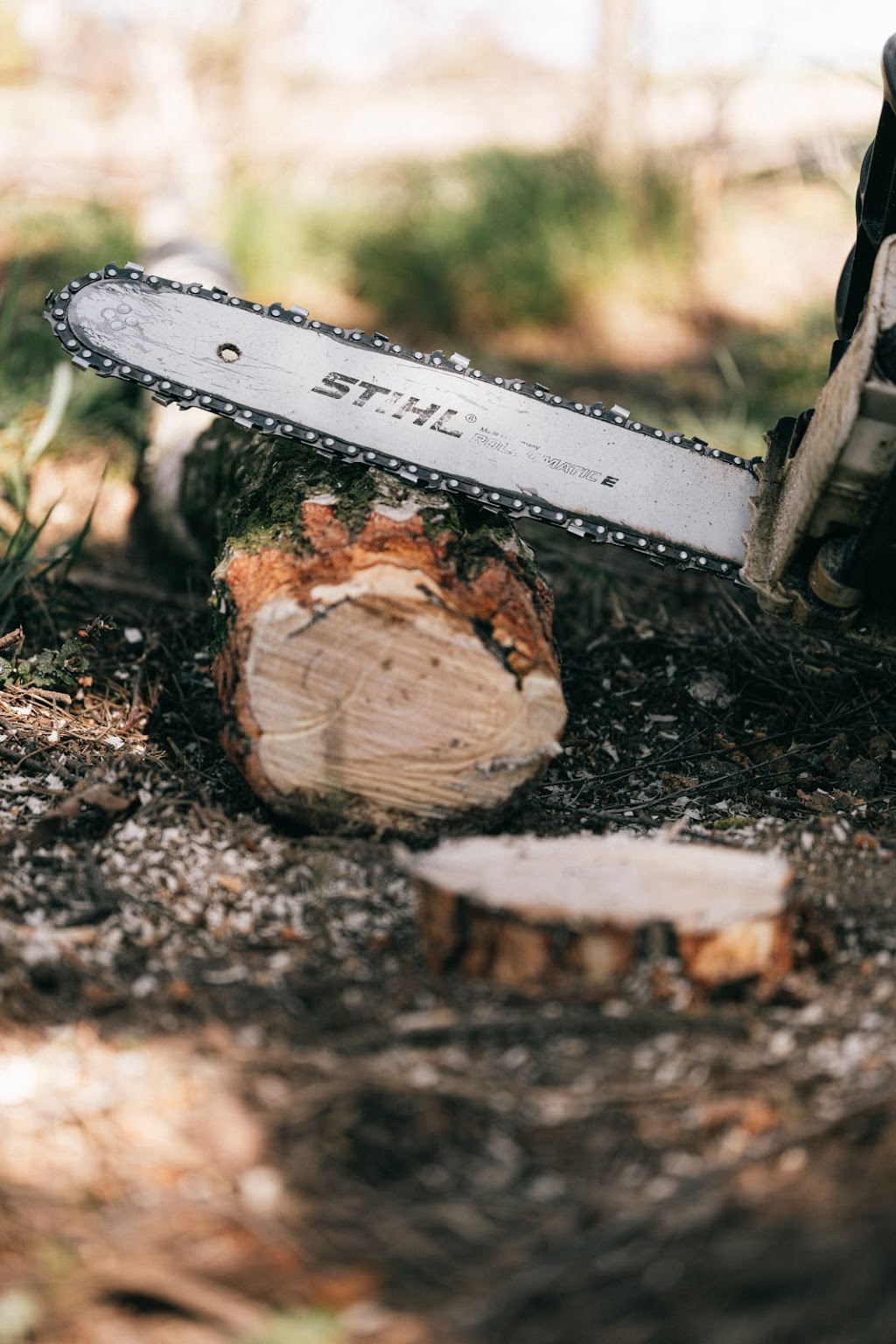 Arborcorp Tree Experts | 251 Third Line, Oakville, ON L6L 4A2, Canada | Phone: (905) 827-9103