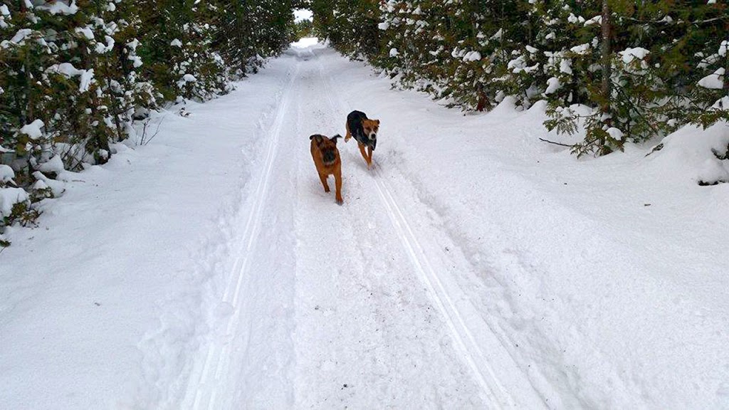 Walkin the Dog | Whitby, ON L1N 6M9, Canada | Phone: (416) 930-4323