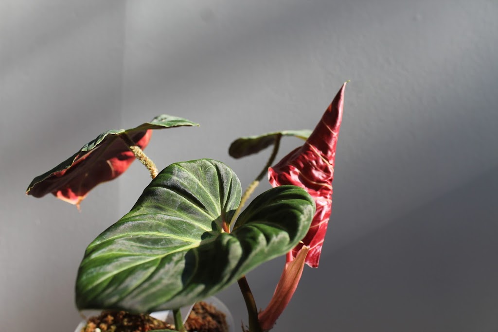 Flora Urbana | 6622 3 Line, Fergus, ON N1M 2W4, Canada | Phone: (226) 820-2011