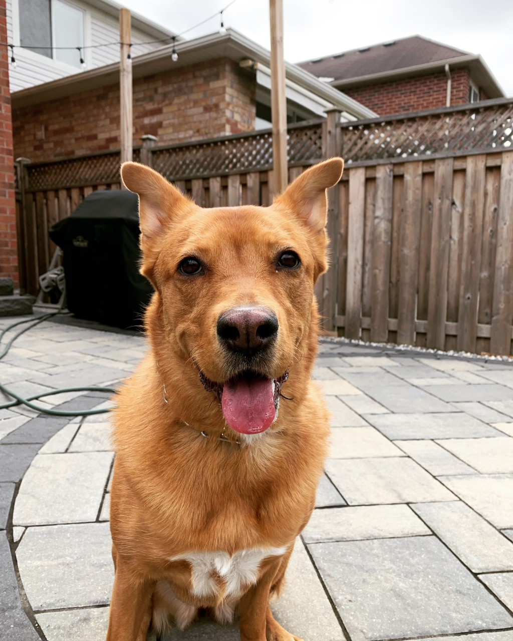 Benridge Canine Services | 24 Pillar Rock Crescent, Markham, ON L6C 3H4, Canada | Phone: (647) 807-8761