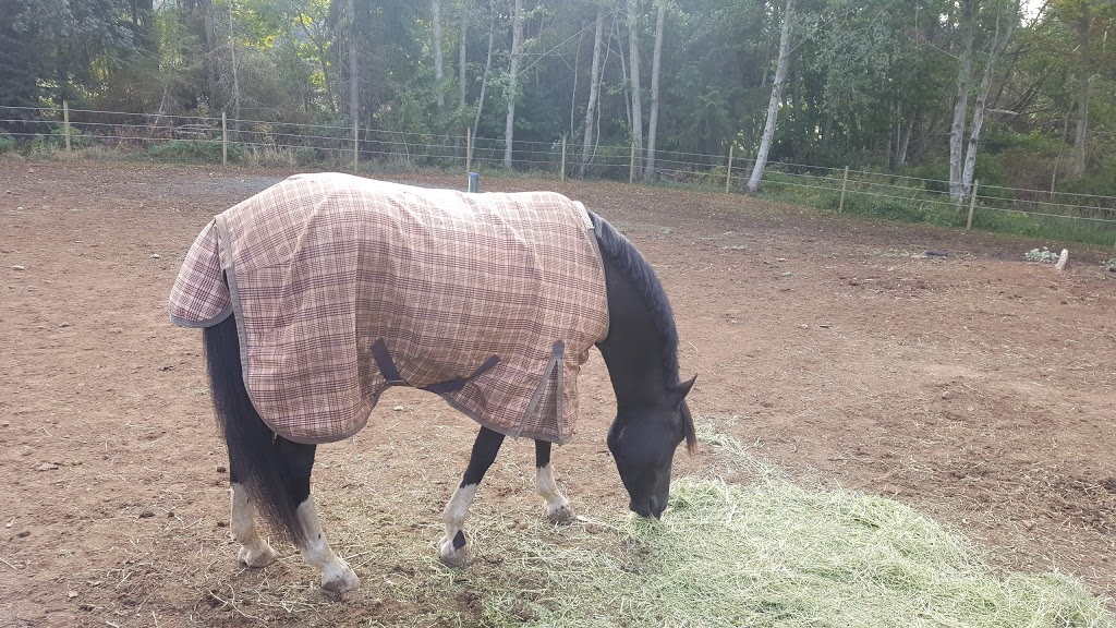 Pyramid Stables | 7581 Harby Rd W, Lantzville, BC V0R 2H0, Canada | Phone: (250) 390-7631