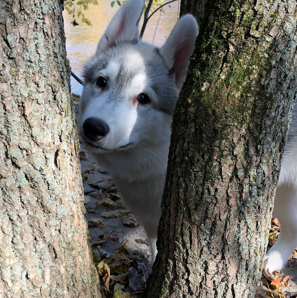 Élevage Flandor - Élevage de chiens -Husky Sibérien | 3251 Rang du Haut de la Rivière, Sainte-Élisabeth, QC J0K 2J0, Canada | Phone: (450) 757-1323