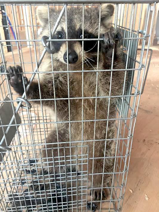 Gotcha Wildlife Removal Services | 1434 Seabring Street, Oshawa, ON L1J 8K5, Canada | Phone: (647) 461-7632