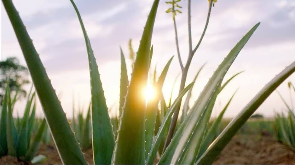 Aloe Vera Forever Living - Vera Trisic | 2 Boycrest St, Nepean, ON K2C 3H1, Canada | Phone: (613) 265-3371
