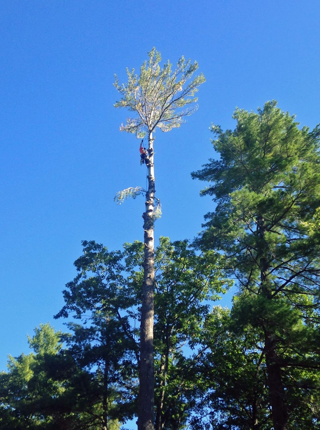 Black Creek Tree Service | 5 Donjon Blvd, Port Dover, ON N0A 1N7, Canada | Phone: (519) 754-7134