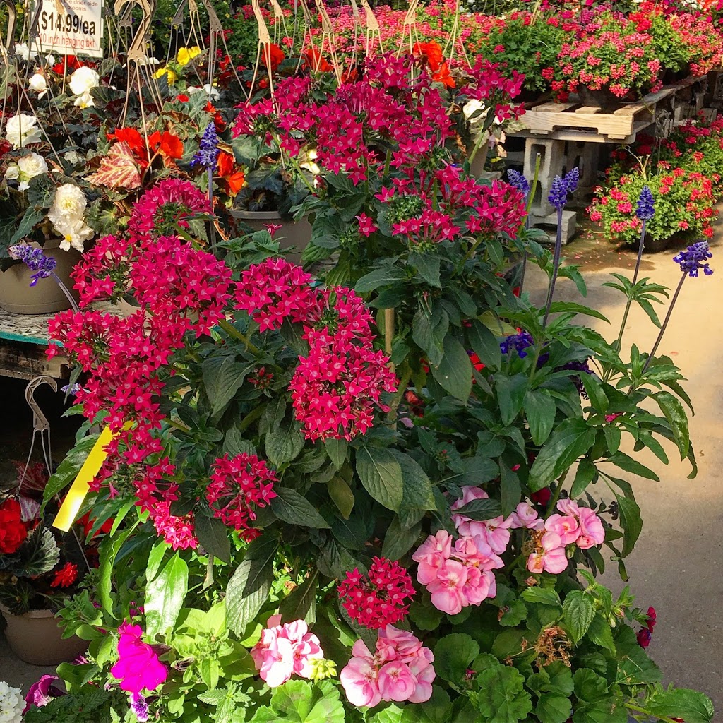 Kennedy Greenhouses | 11574 Kennedy Rd, Markham, ON L6C 1P3, Canada | Phone: (905) 887-1130