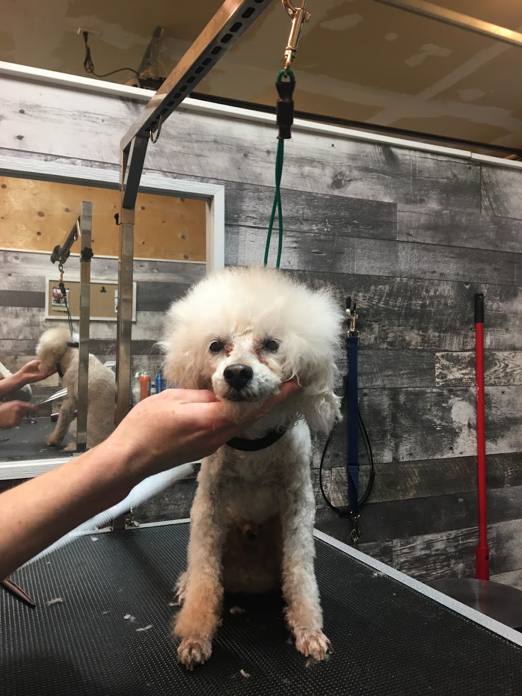 The Laundromutt | 4943 10 Line, Terra Cotta, ON L0P 1N0, Canada | Phone: (905) 580-9065