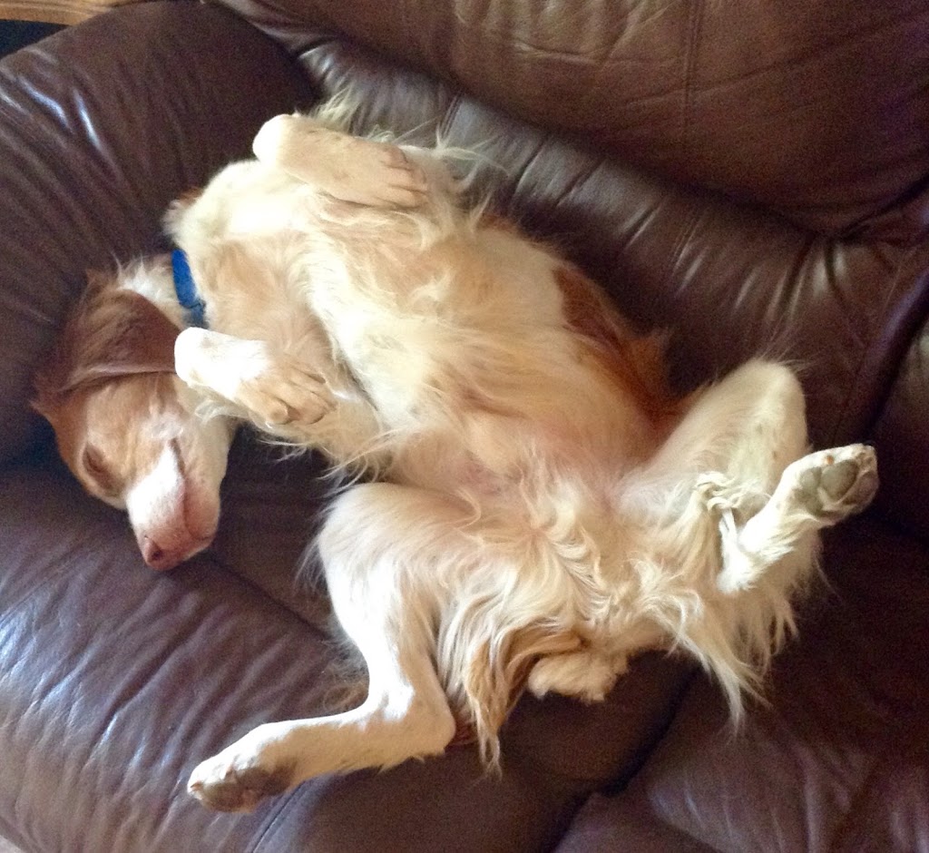 Mrs. Doolittles Pet Resort | Township Rd 154, Parkland, AB T0L 1V0, Canada | Phone: (403) 646-5759
